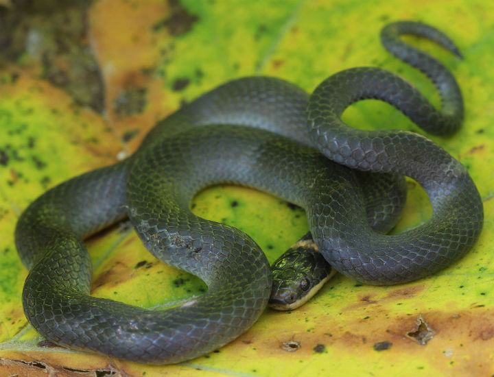 Northern Ringneck Snake